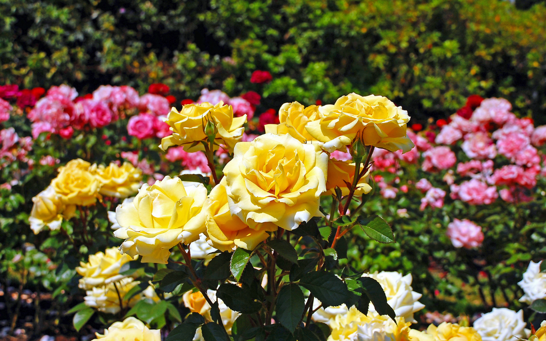 QUEENS GARDENS BLOSSONS WITH NEW ROSE GARDEN