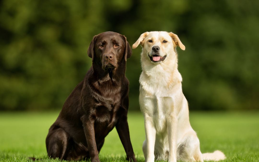 PROPOSED CHANGES TO ANIMAL MANAGEMENT LAWS