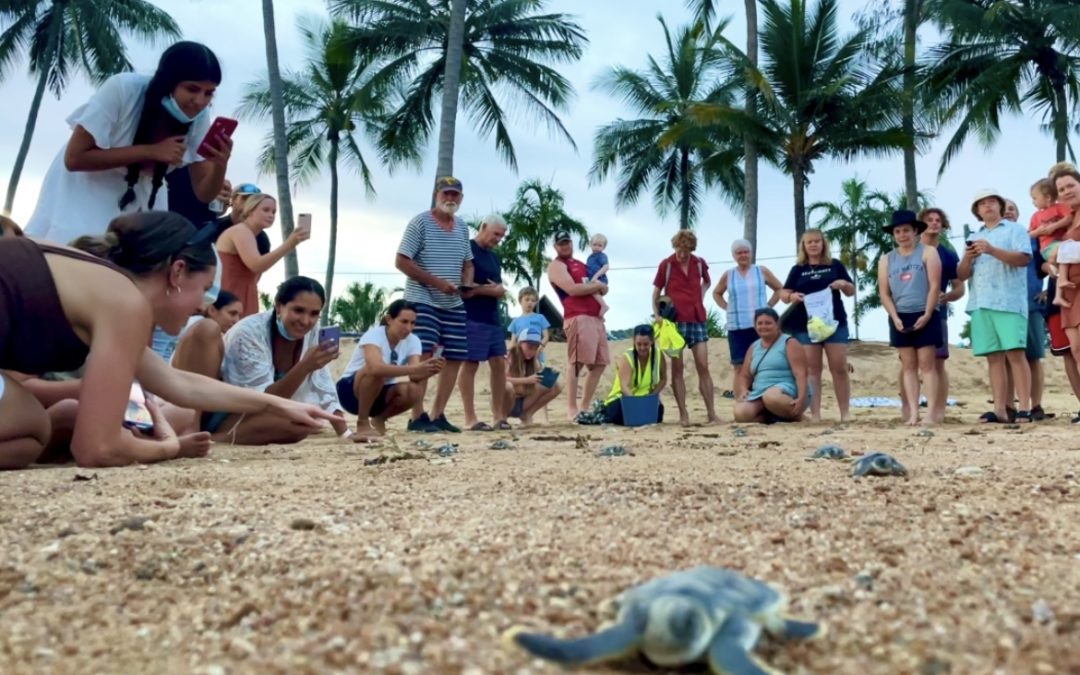 TURTLES TAKE UP RESIDENCE AND GIVE COUNCIL TICK OF APPROVAL