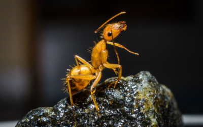 YELLOW ANT TREATMENTS