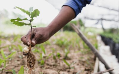 TREE PLANTING DAY