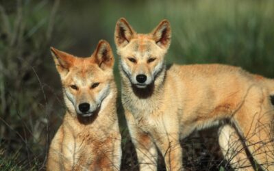 DINGO NO-GOES THIS MATING SEASON