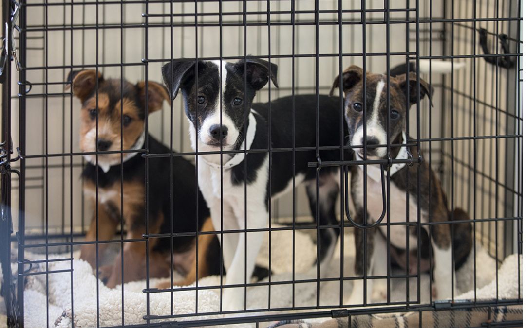 ACAC PAW-FECT POOCH SALE ON NOW
