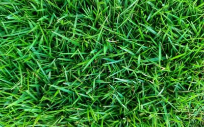 WATER LESS,  GROW A STRONGER LAWN THIS WINTER
