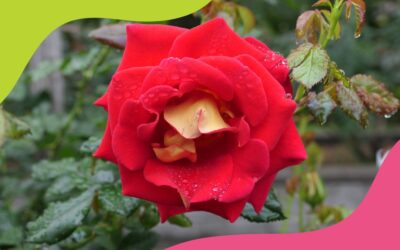 REPEAT ROSE THEFTS ARE THORN IN COUNCIL’S SIDE