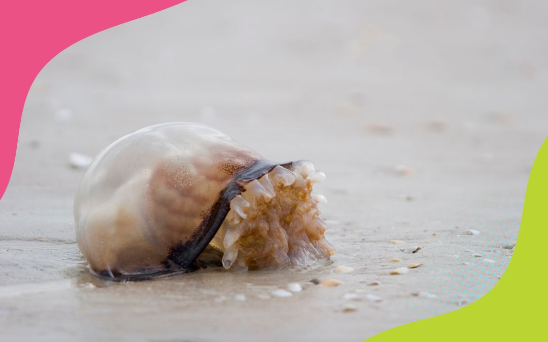 STINGER NET INSTALLATION