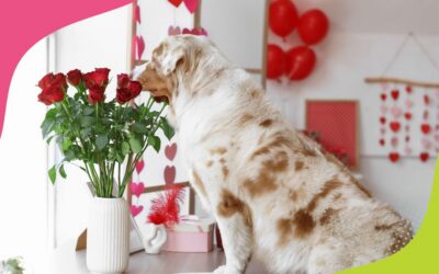 NEW PET THIS VALENTINE’S DAY?