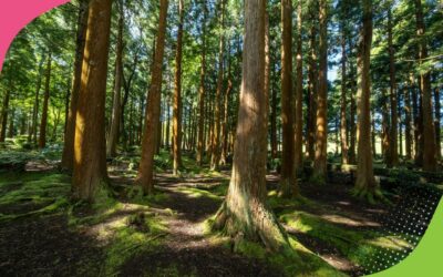 HOW DOES NATURE AFFECT YOUR MENTAL HEALTH